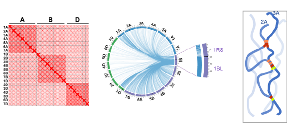 Homology-mediated inter-chromosomal interactions in hexaploid wheat lead to specific subgenome territories following polyploidization and introgression