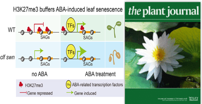 Polycomb repressive complex 2 attenuates ABA‐induced senescence in Arabidopsis